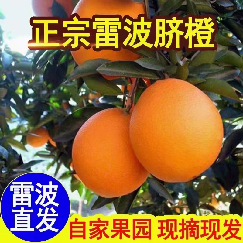 正宗四川大凉山雷波脐橙产地直销现摘现发净重18.5斤（中果）