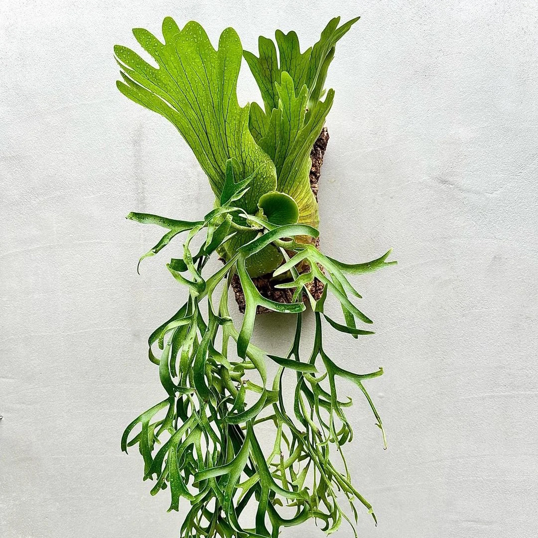 鹿角蕨特选专拍 直接拍对应价格