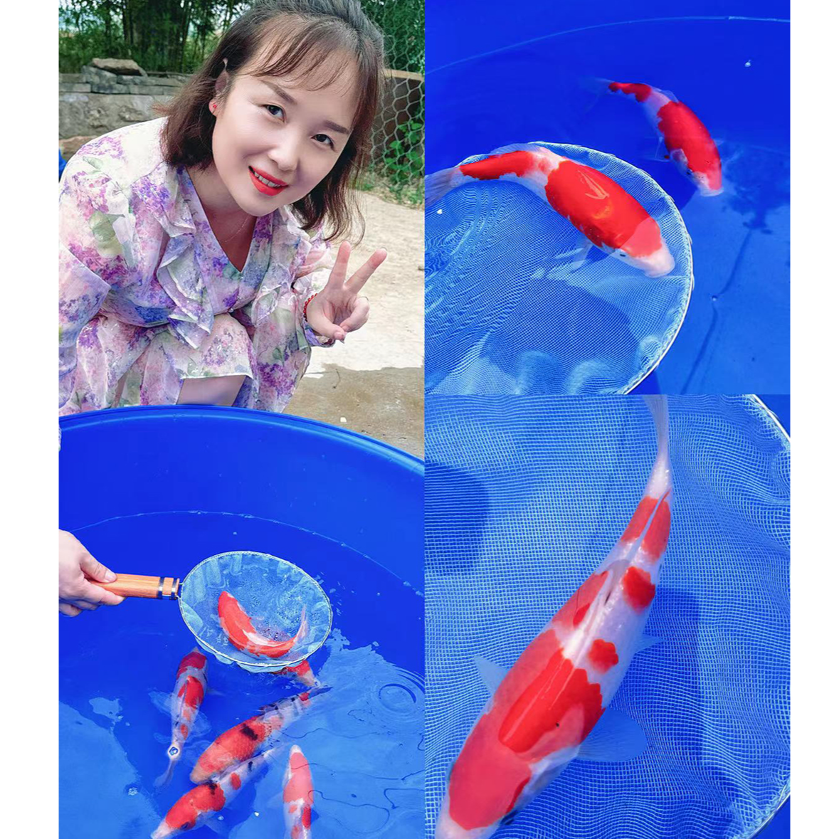 精选锦鲤，红白黄猿赤目芥子金松银松孔雀德系昭和空鲤，包邮活到家