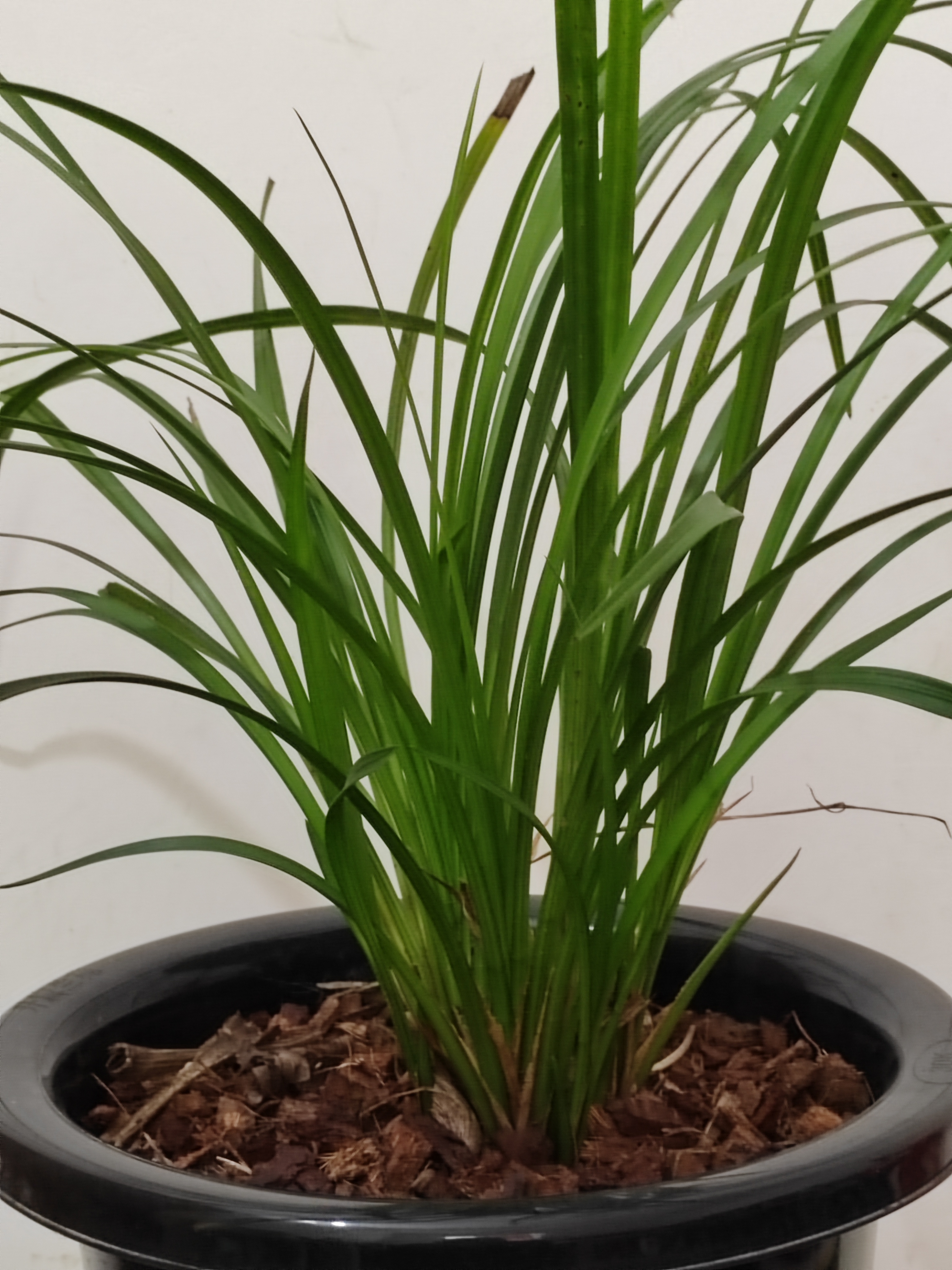 下山优质秋芝扁形草