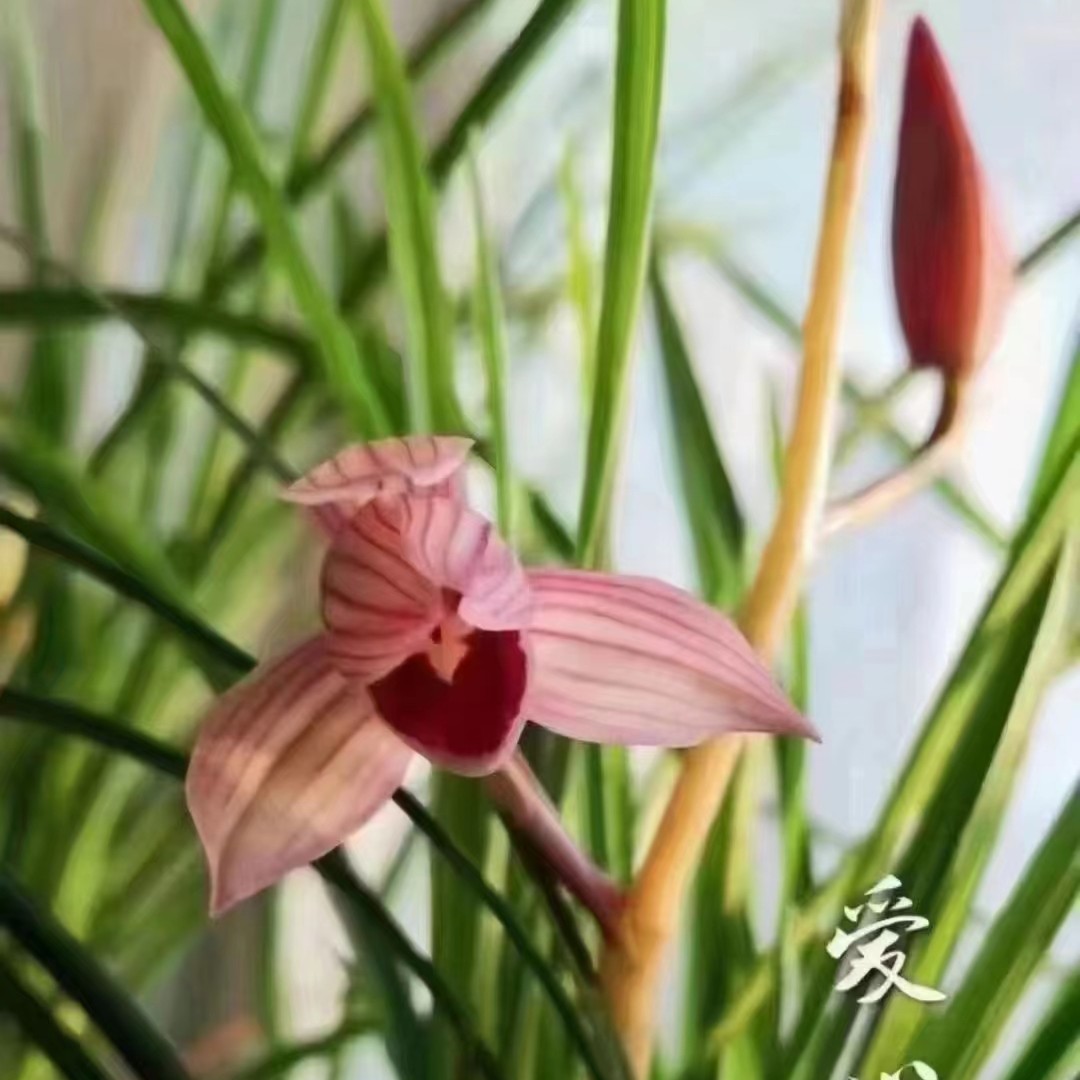 莲瓣兰-春剑-蕙兰-春兰-建兰     一物一拍