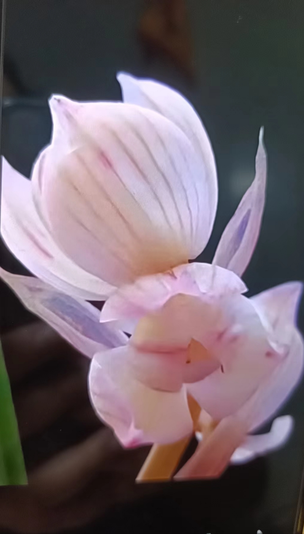 一物一拍兰花浓香型