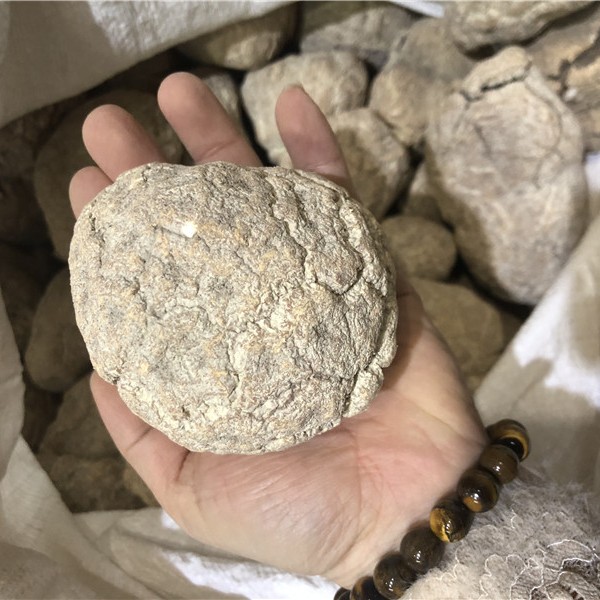 汕头虎奶菇虎奶菌 干货