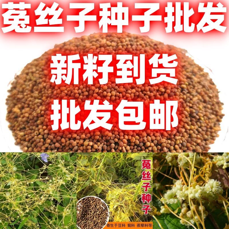 中药材批发老品种菟丝子兔丝子内蒙大菟丝子菟丝子茶新货批发包邮