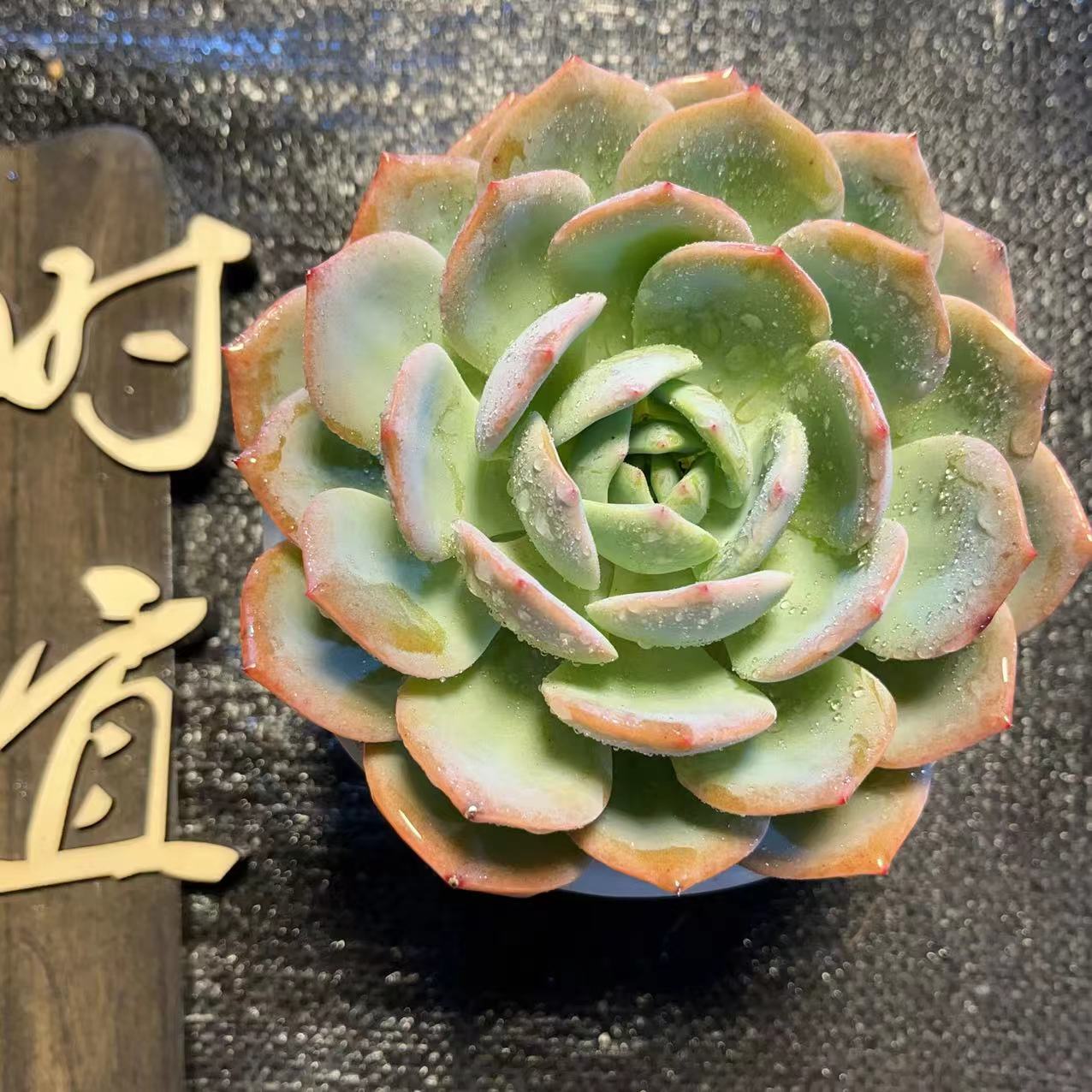 时宜多肉 凤橙 冠幅保12公分起 整装整群  一单包邮 新手好养