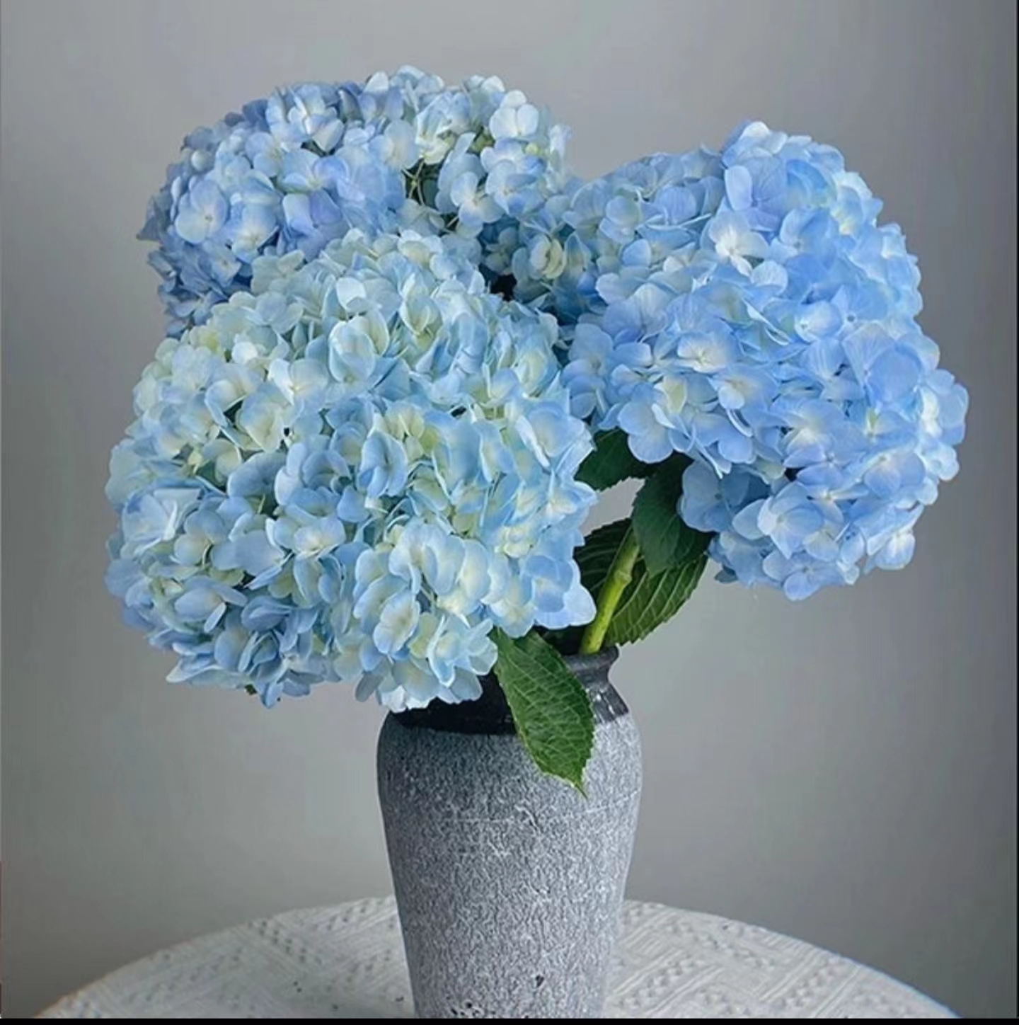 绣球花鲜花懒人花易养活