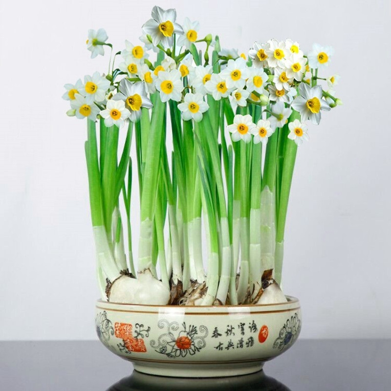 漳州水仙花种球室内阳台水培水仙盆栽冬季水培室内阳台花卉