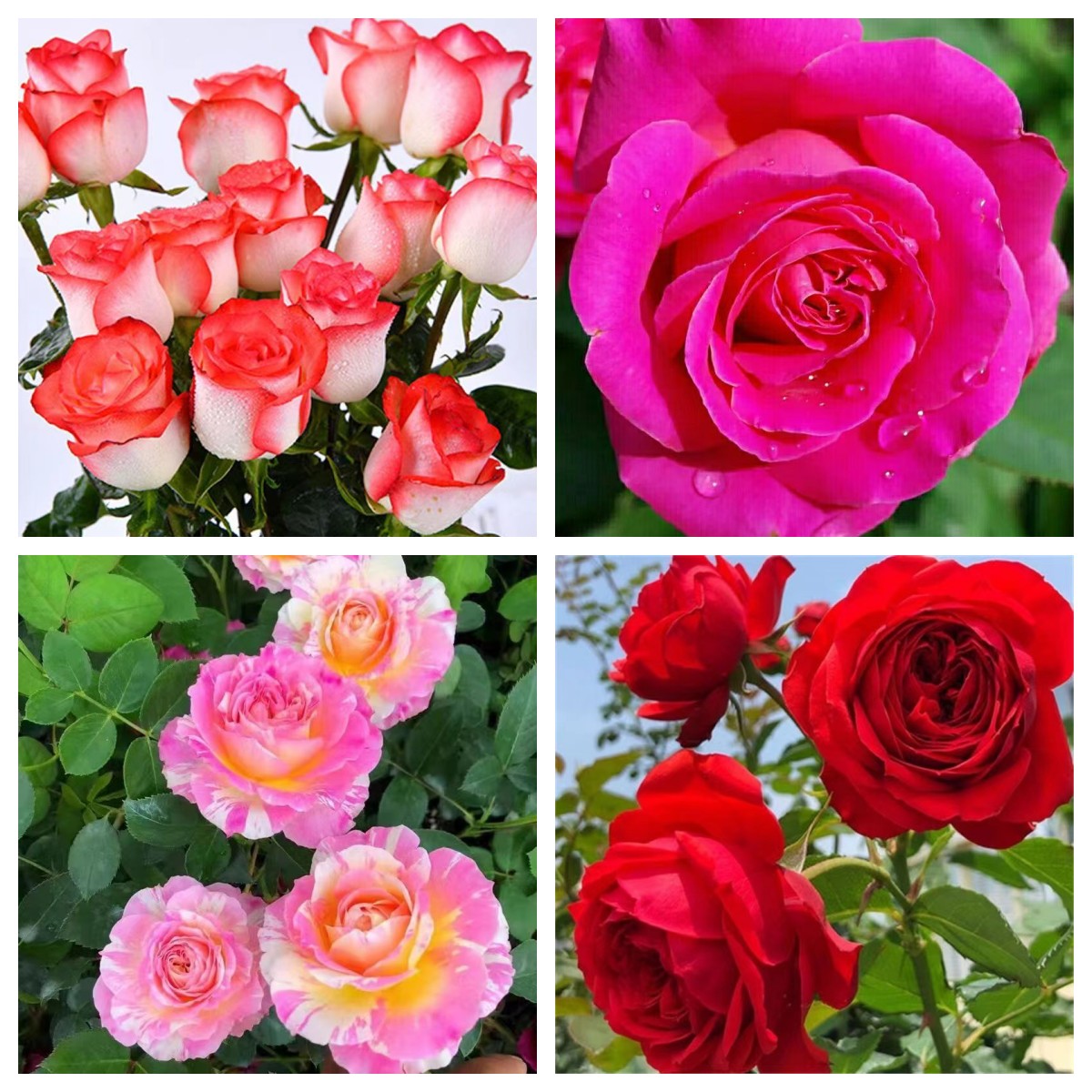 28.8米4盆月季花盆栽组合玫瑰花苗室内阳台庭院绿植花卉四季开花