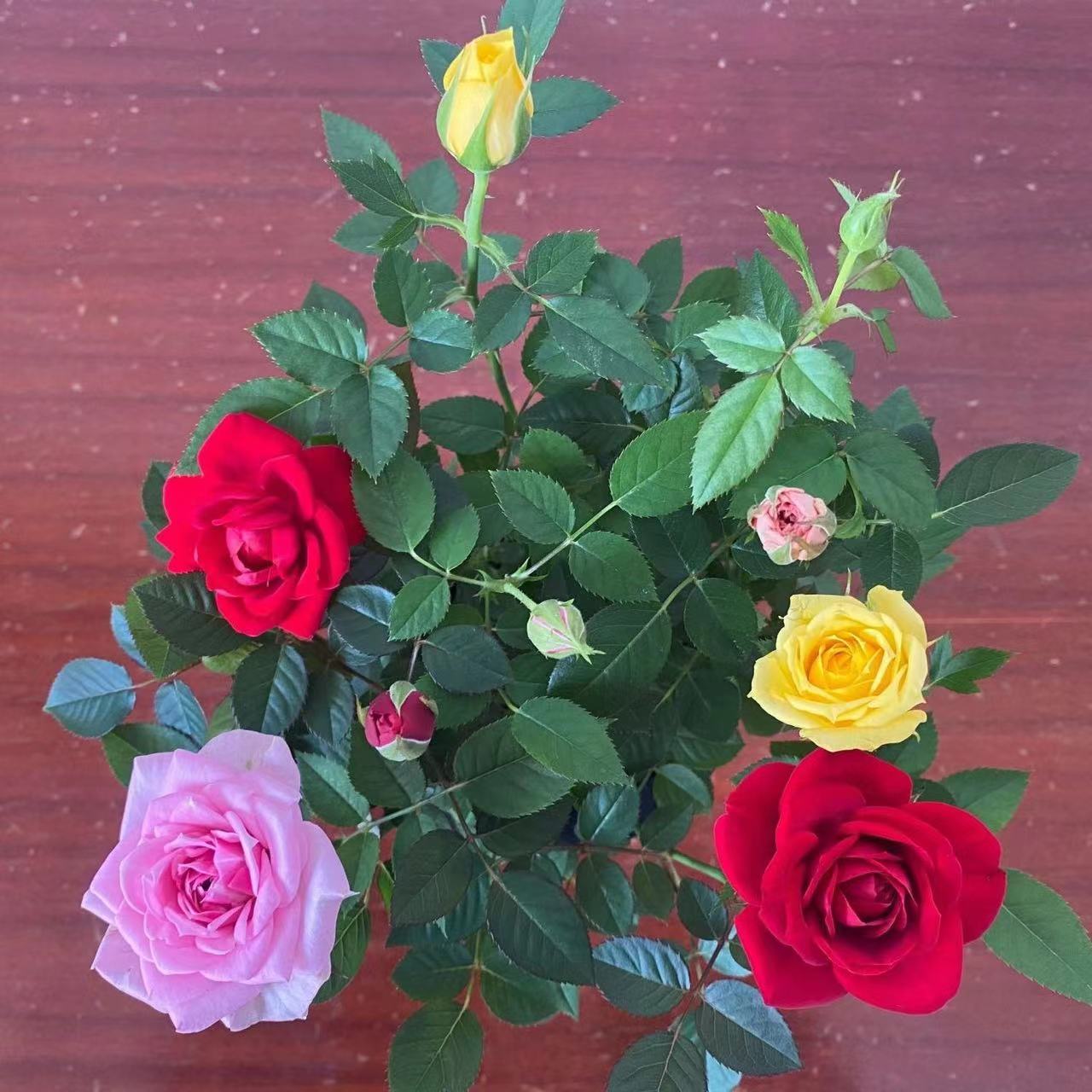 双色月季一盆多色月季花盆栽玫瑰花苗室内庭院绿植花卉四季开花