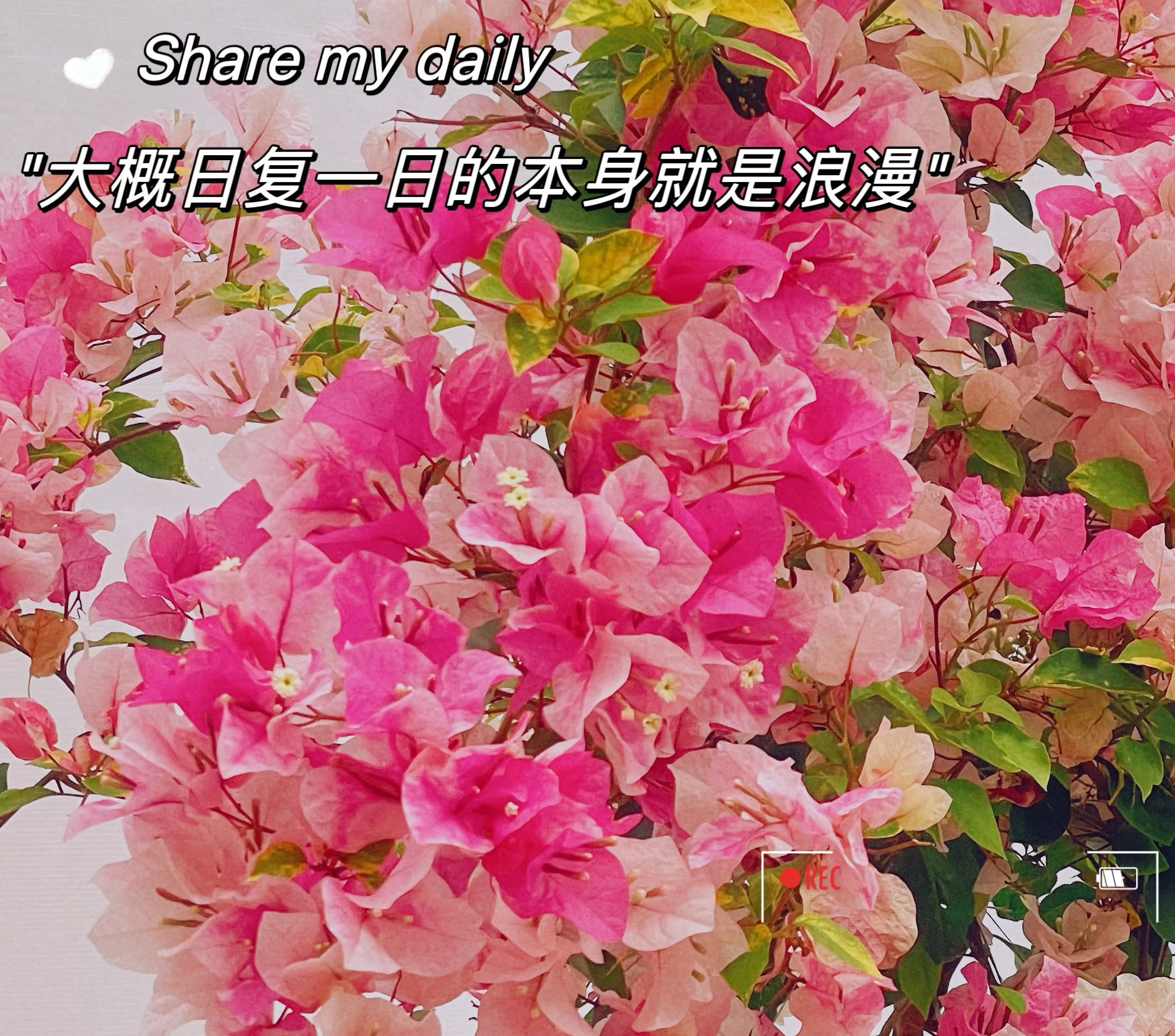 【青沫精选】三角梅基地一手货源精品花卉绿植盆栽盆景