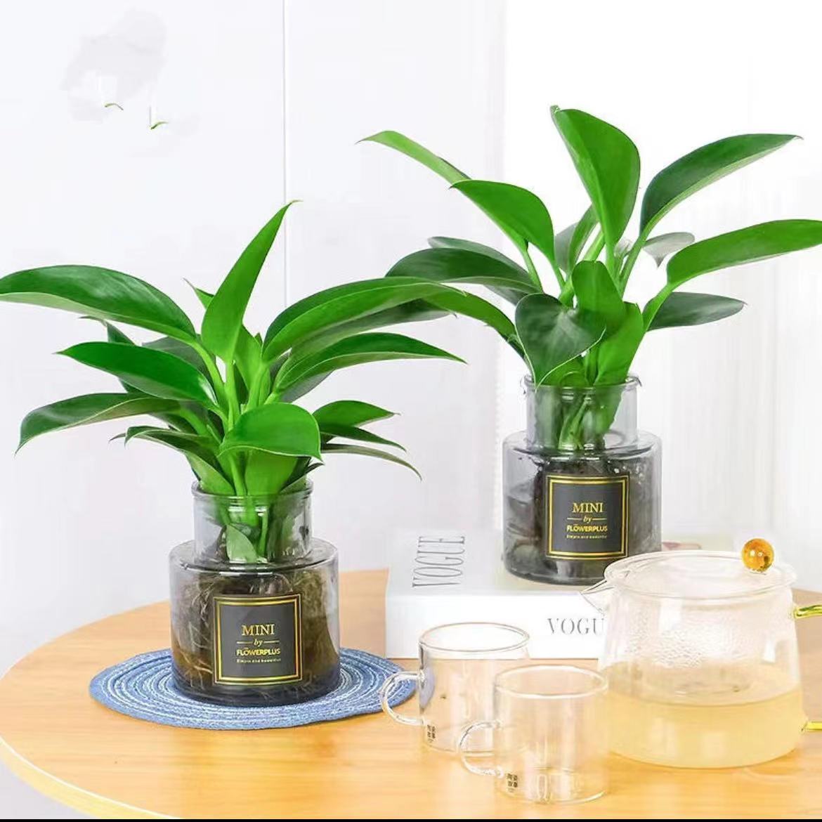 金钻盆栽水培大叶绿公主室内桌面四季常青绿植物