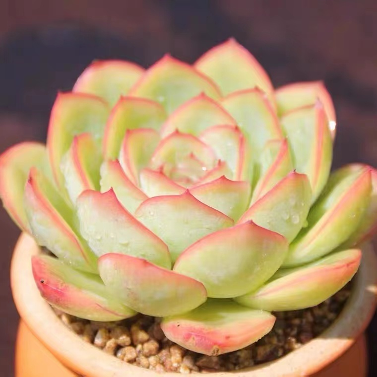 满45包邮多肉植物一物一拍，除新疆，西藏