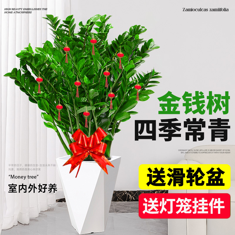 【亏米巨无霸】【0.9-1.1米】金钱树挂件落地款盆客厅送白盆开业送礼