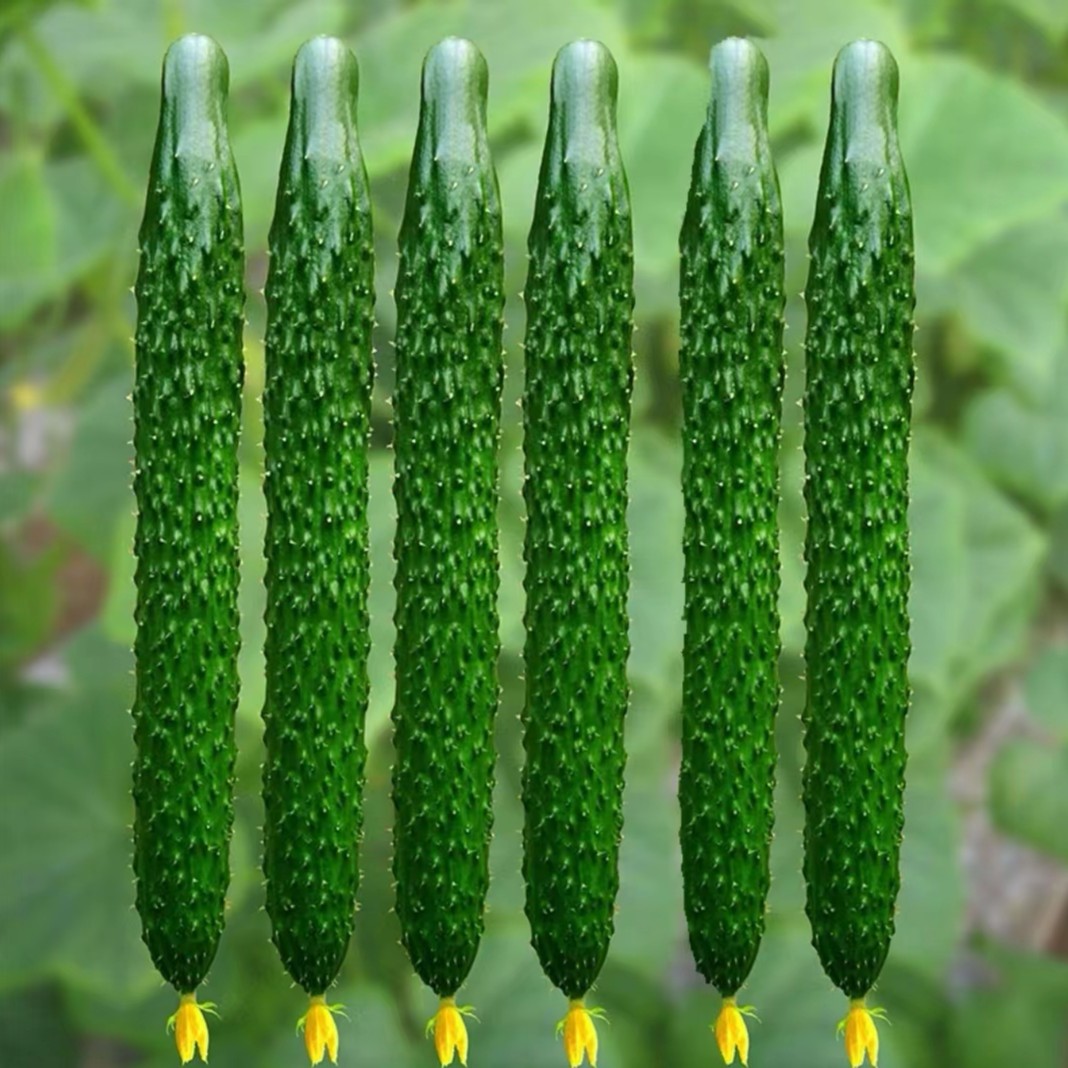 菜黄瓜种子 农田菜园高产蔬菜春秋栽培易种植绿芯黄瓜籽