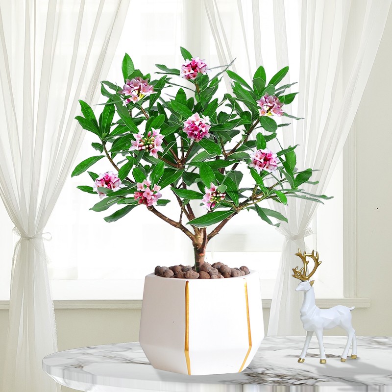 金边瑞香盆栽浓香型花期长四季室内易养活开花耐寒冬季花卉大苗