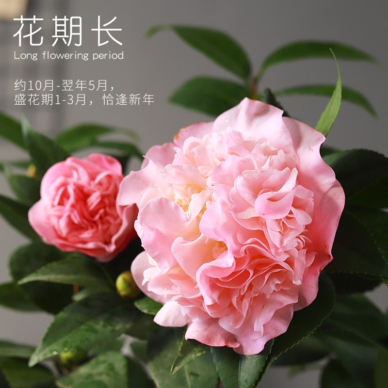 香妃茶花树苗盆栽浓香型四季庭院室内室外耐寒秋冬绿植花卉带花苞