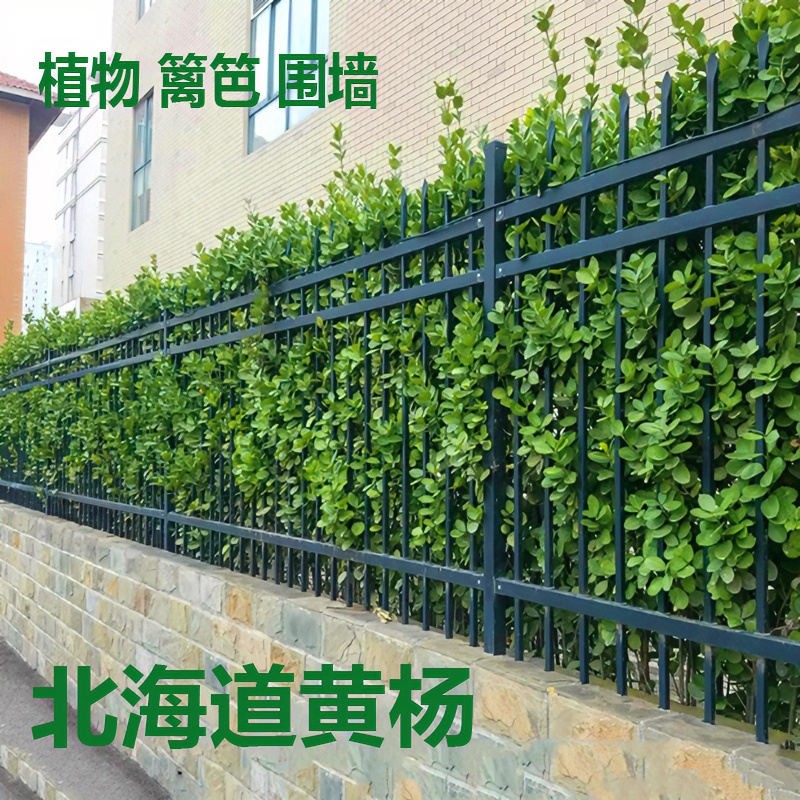 北海道黄杨树苗篱笆围墙植物大叶冬青四季常青庭院别墅直立绿化苗