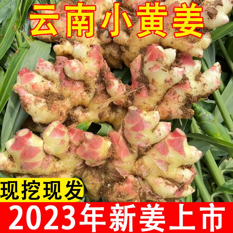 【现挖现发】正宗红云南小黄姜现挖小黄姜新鲜嫩姜月子姜1/3/5/9
