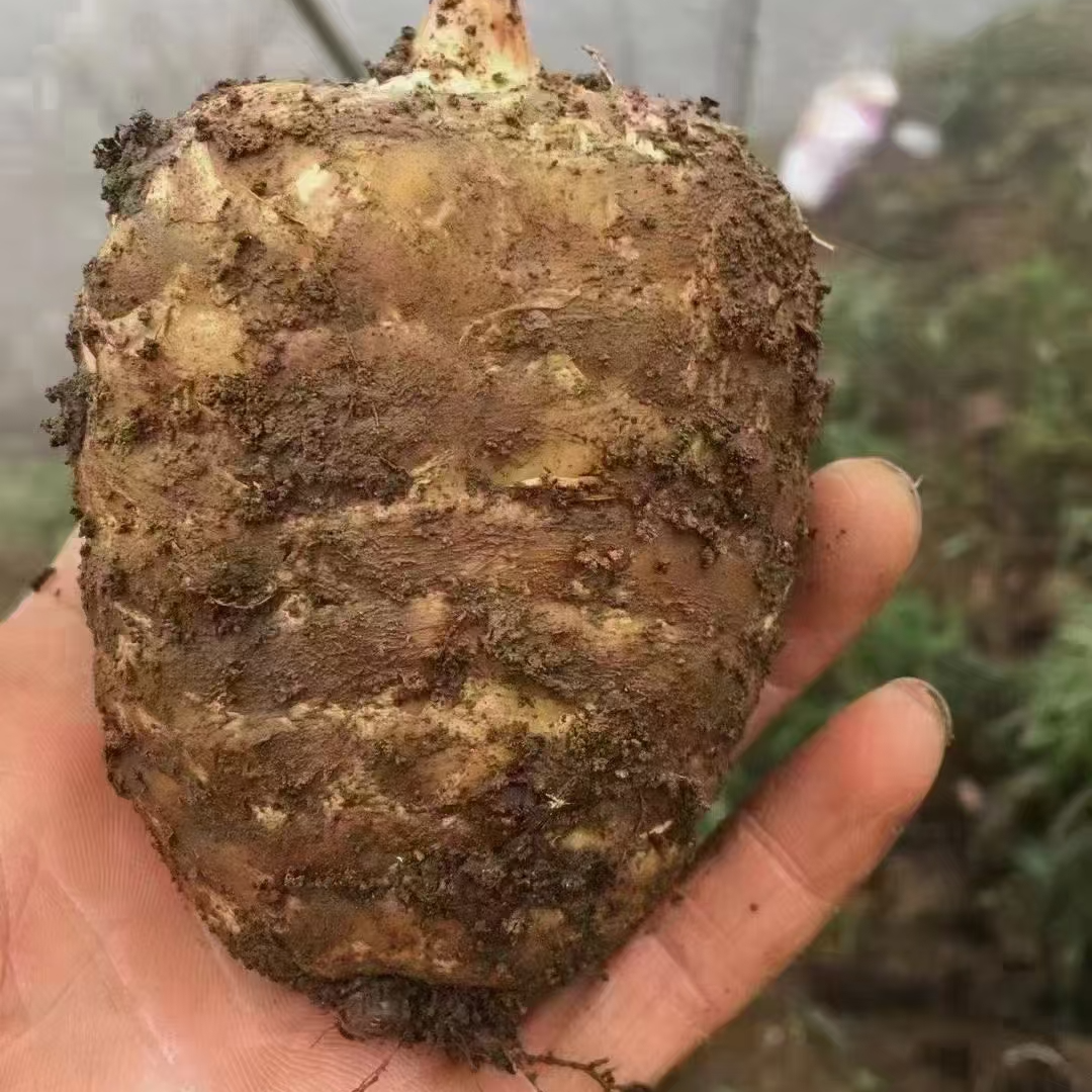 正宗云南昭通小草坝乌天麻6-7个500g
