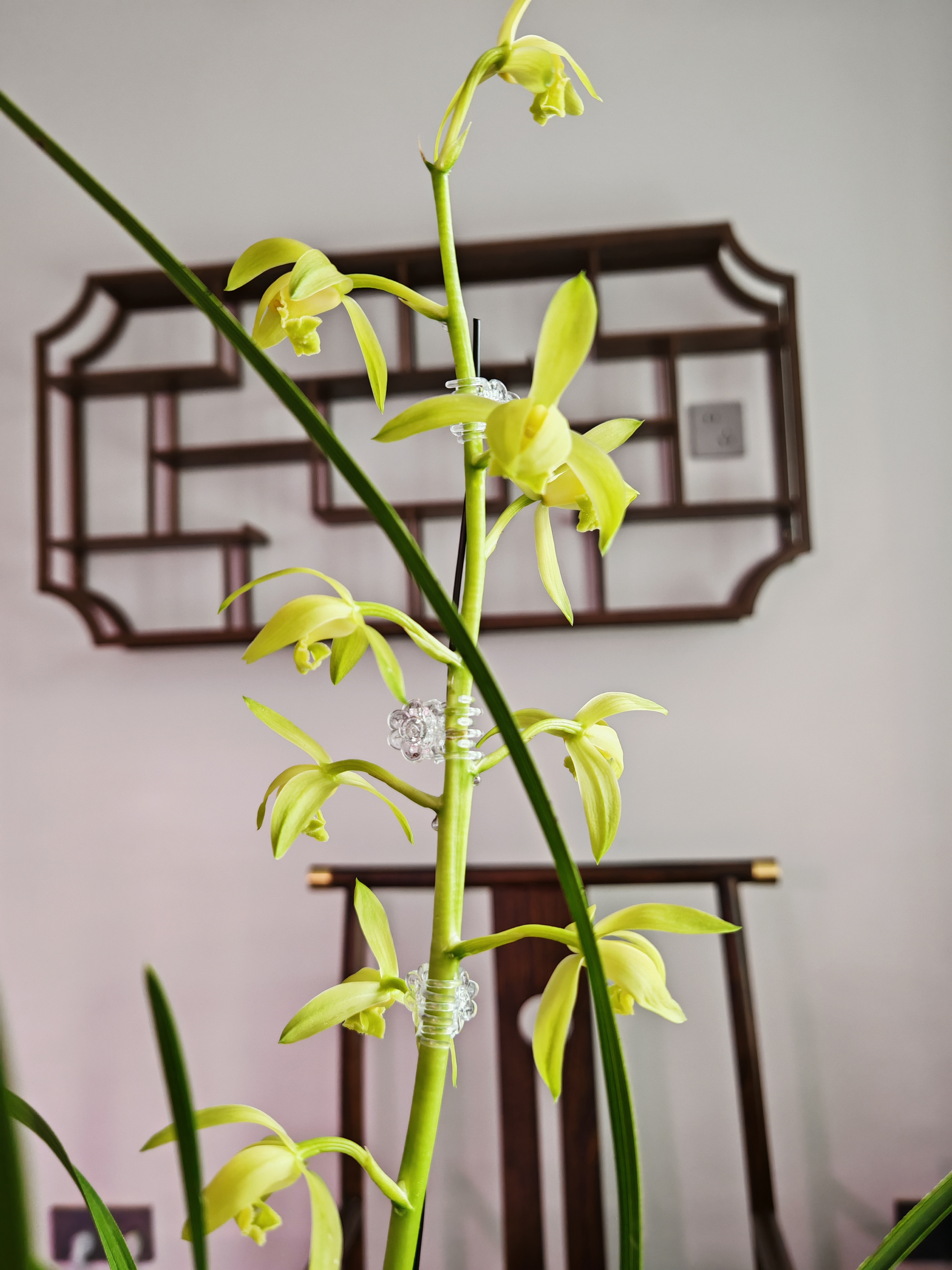 兰花直播间专拍自然种植