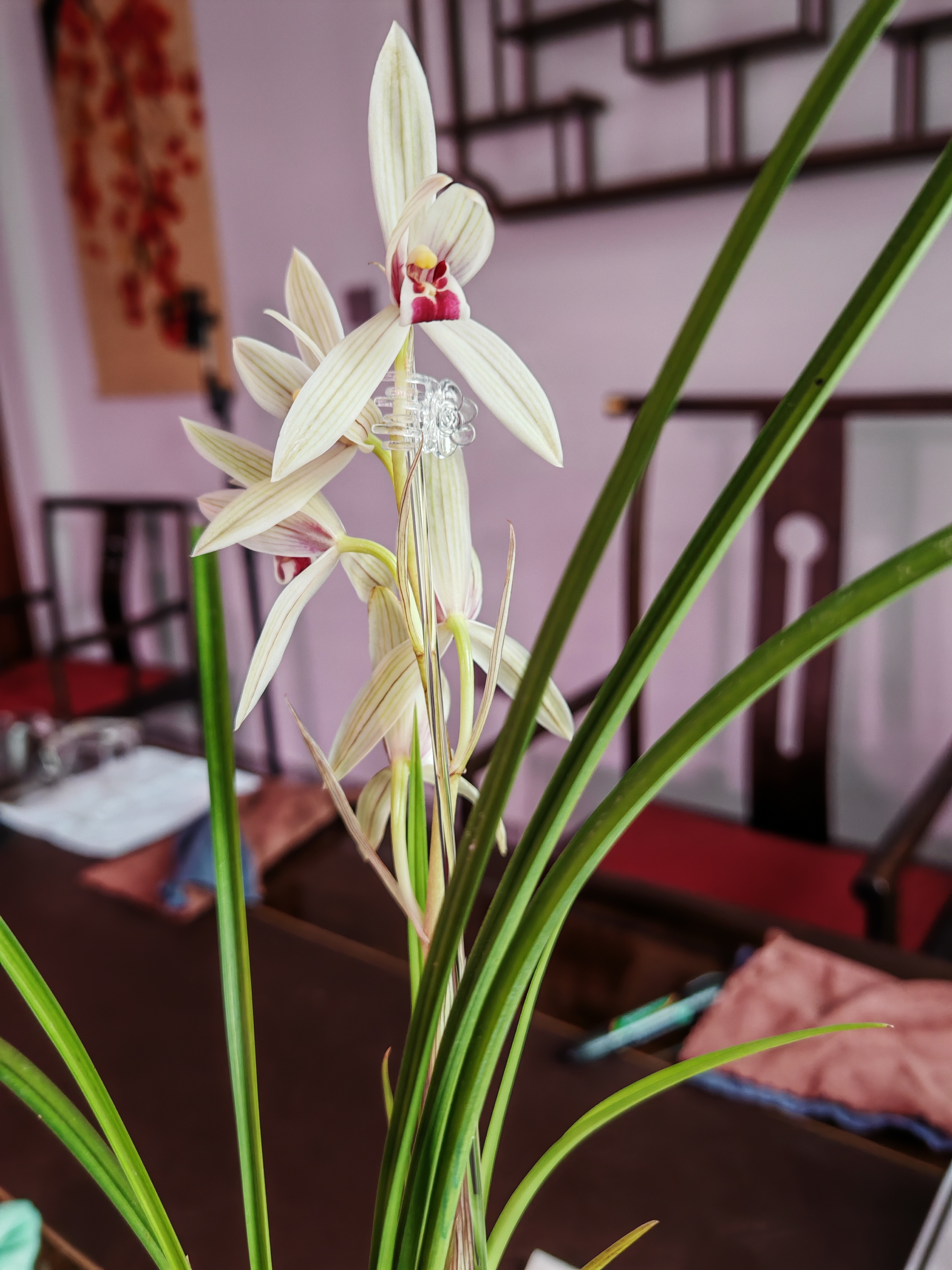 兰花自然种植实景拍摄