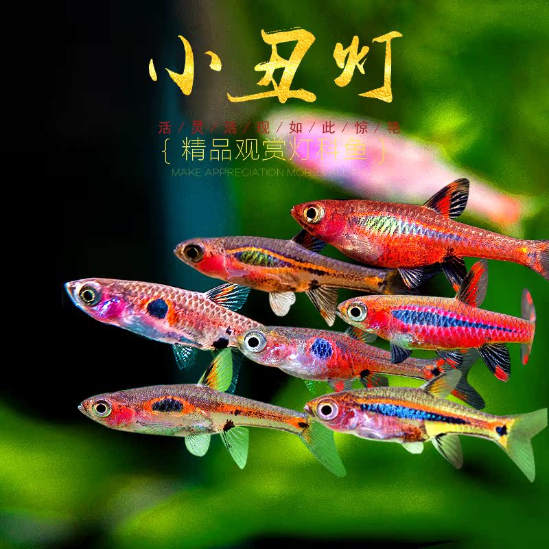 小丑灯鱼小型迷你灯科鱼淡水热带鱼一线绿线玫瑰红蚂蚁灯群游活体