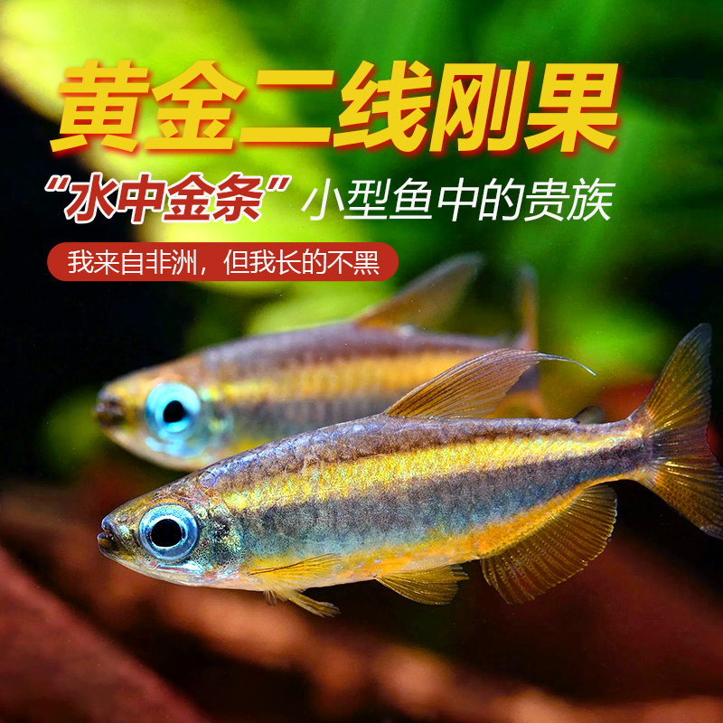 黄金二线刚果灯鱼美人鱼进口南美州热带鱼淡水小型观赏鱼群游活体