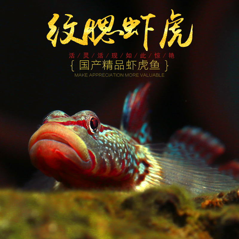 广东纹腮吻虾虎鱼原生鱼冷水鱼观赏鱼纹鳃唇小溪流吻蝦虎红鳍虾虎