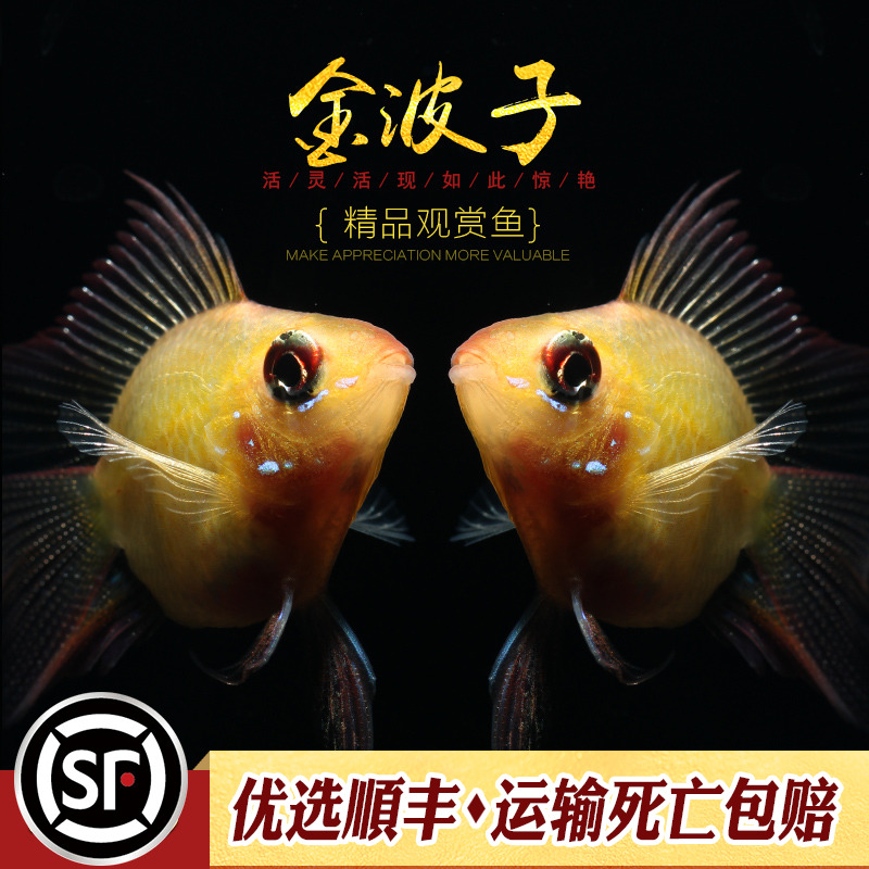 金波子鱼宠物波子皮卡丘热带淡水缸小型观赏鱼颜色好包圆精品