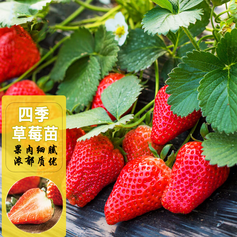 奶油草莓种子盆栽奶莓白色奶莓室内外阳台易种水果植物露天四季