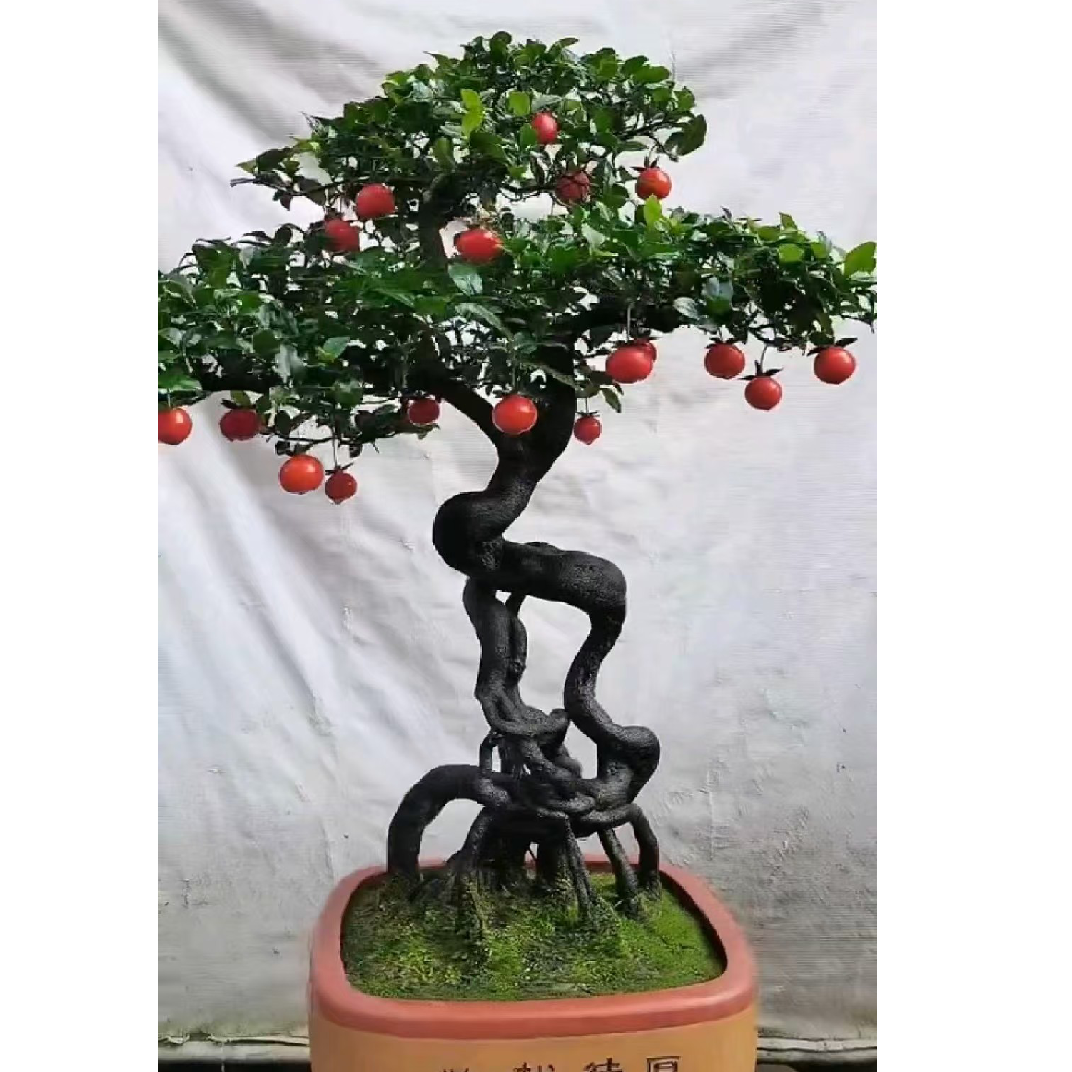 金弹子一物金弹子树一拍