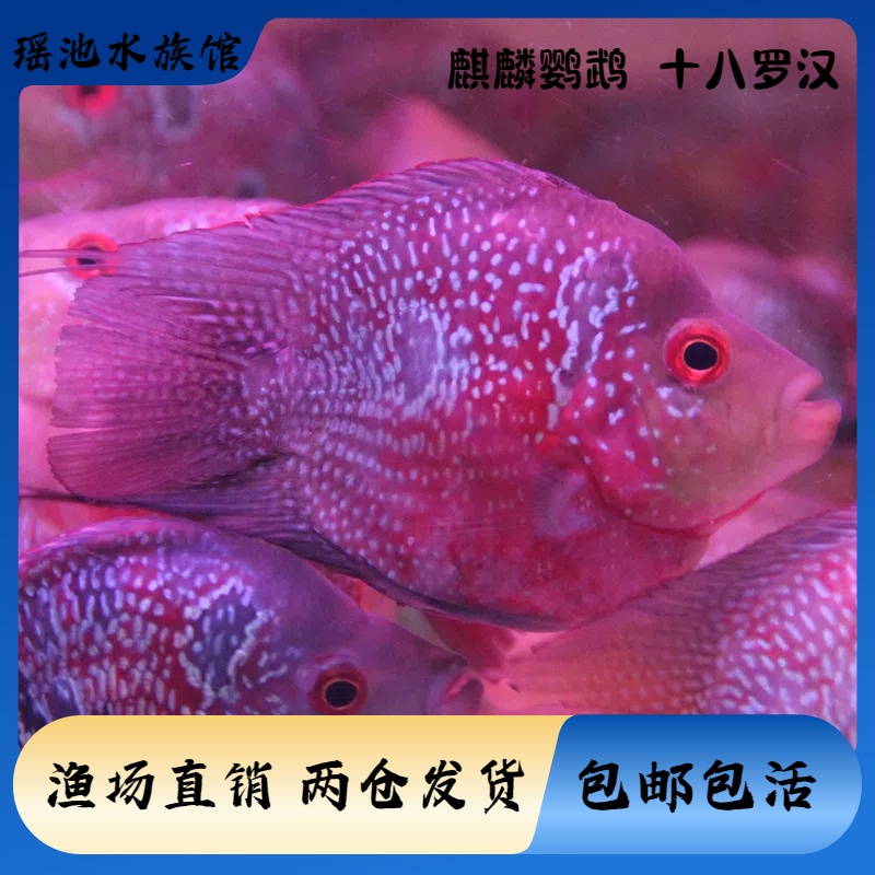 源头渔场热带观赏鱼麒麟鹦鹉十八罗汉鹦鹉鱼活体水族混养罗汉鱼