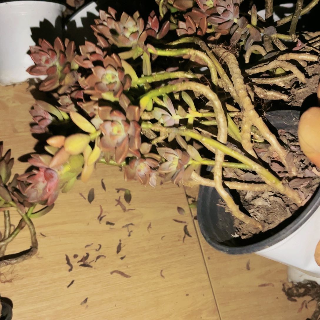 姬笼月2颗9.99多肉植物