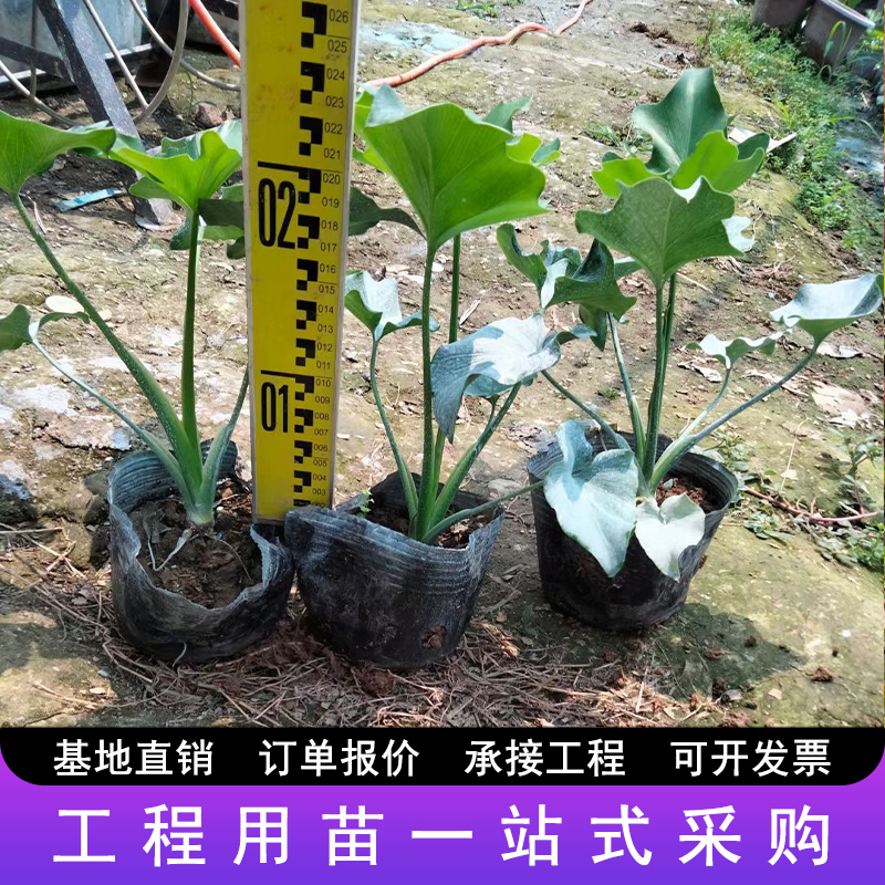 春羽苗盆栽植物水培龙鳞空气办公室阳台室内春雨绿植四川成都发货