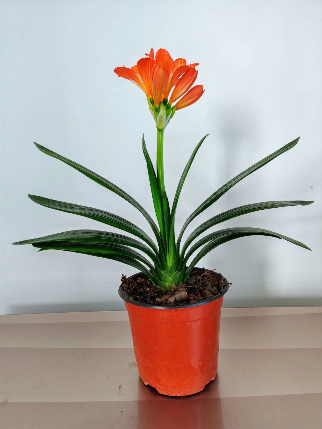 二肥君子兰开花种植产品君子兰大桥技师油匠偏远地区不包邮