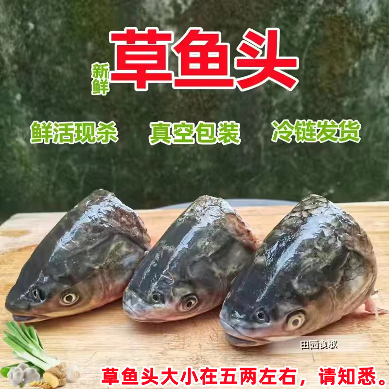 鱼头新鲜现杀鲜活淡水鱼草鱼嘴剁椒鱼头半成品生鲜草鱼头批发500g