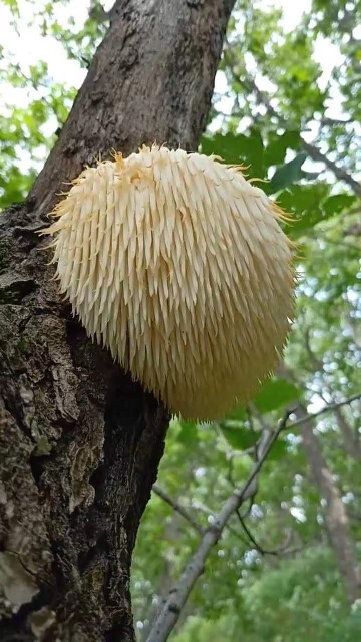 东北深山采摘野生猴头菇1斤包邮