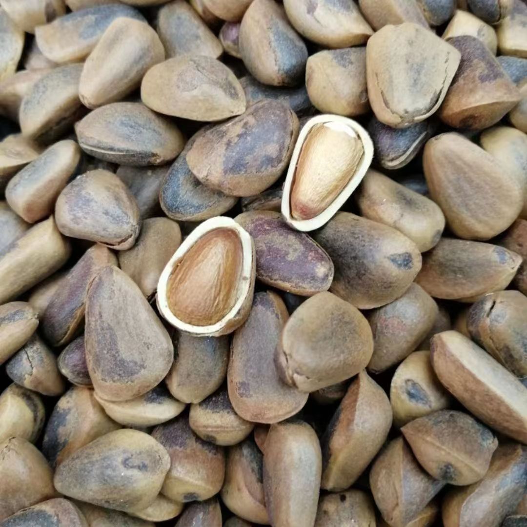 东北红松树籽开口松子新炒的熟松子2斤包邮