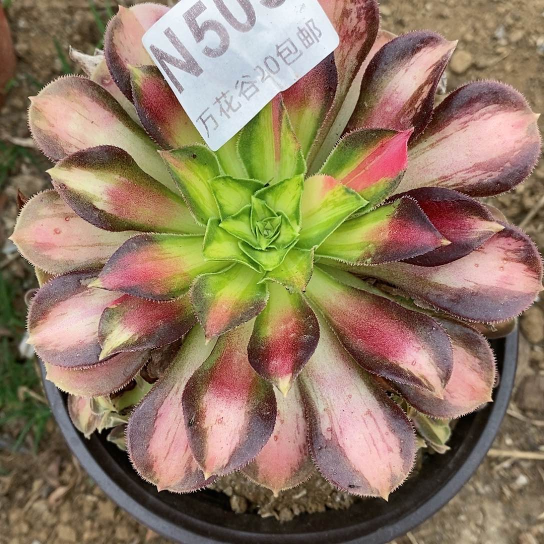 503韶华多肉植物