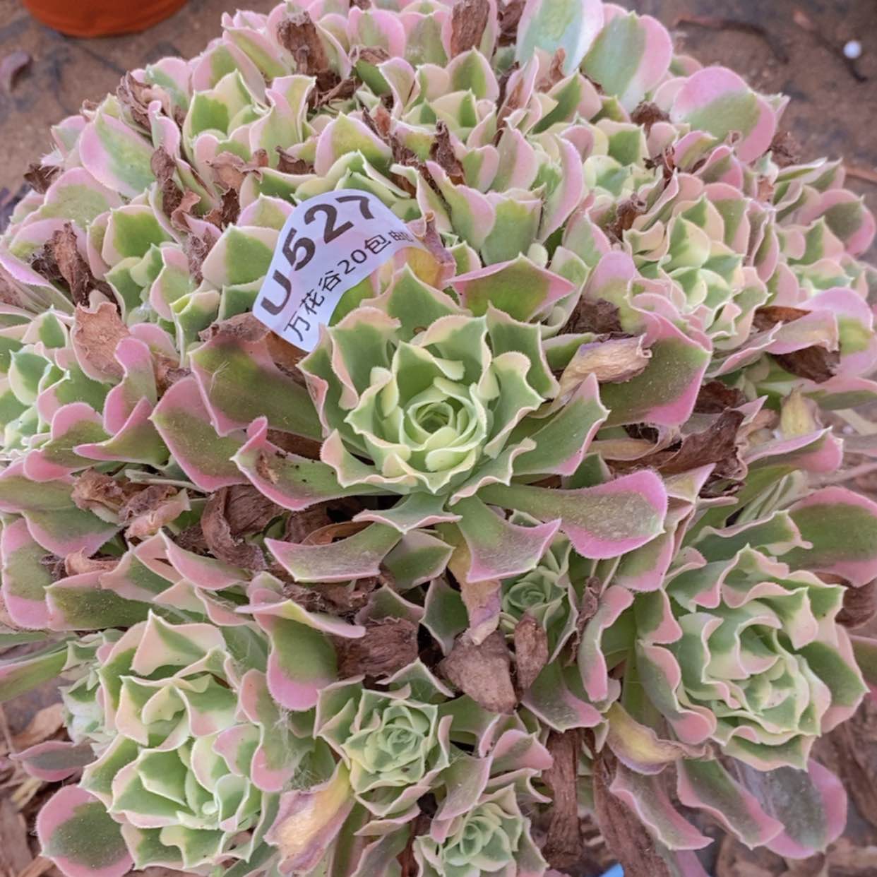 【闪购商品】527白凤