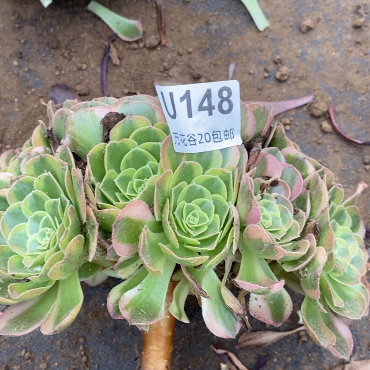 【闪购商品】148奶白