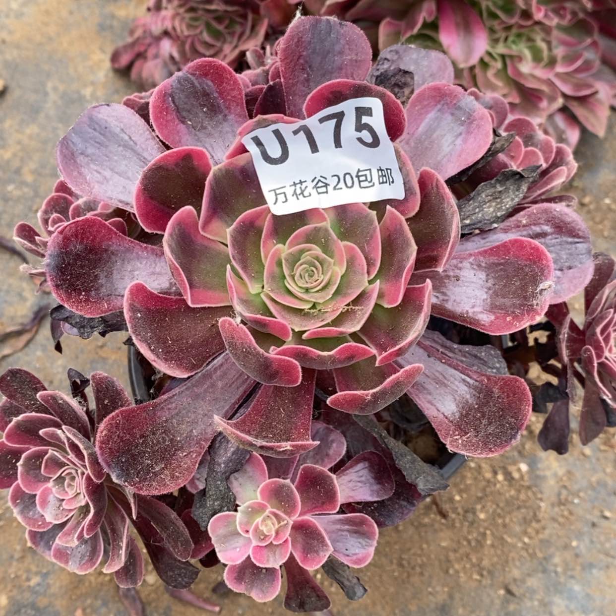 【闪购商品】175爱神有瑕疵