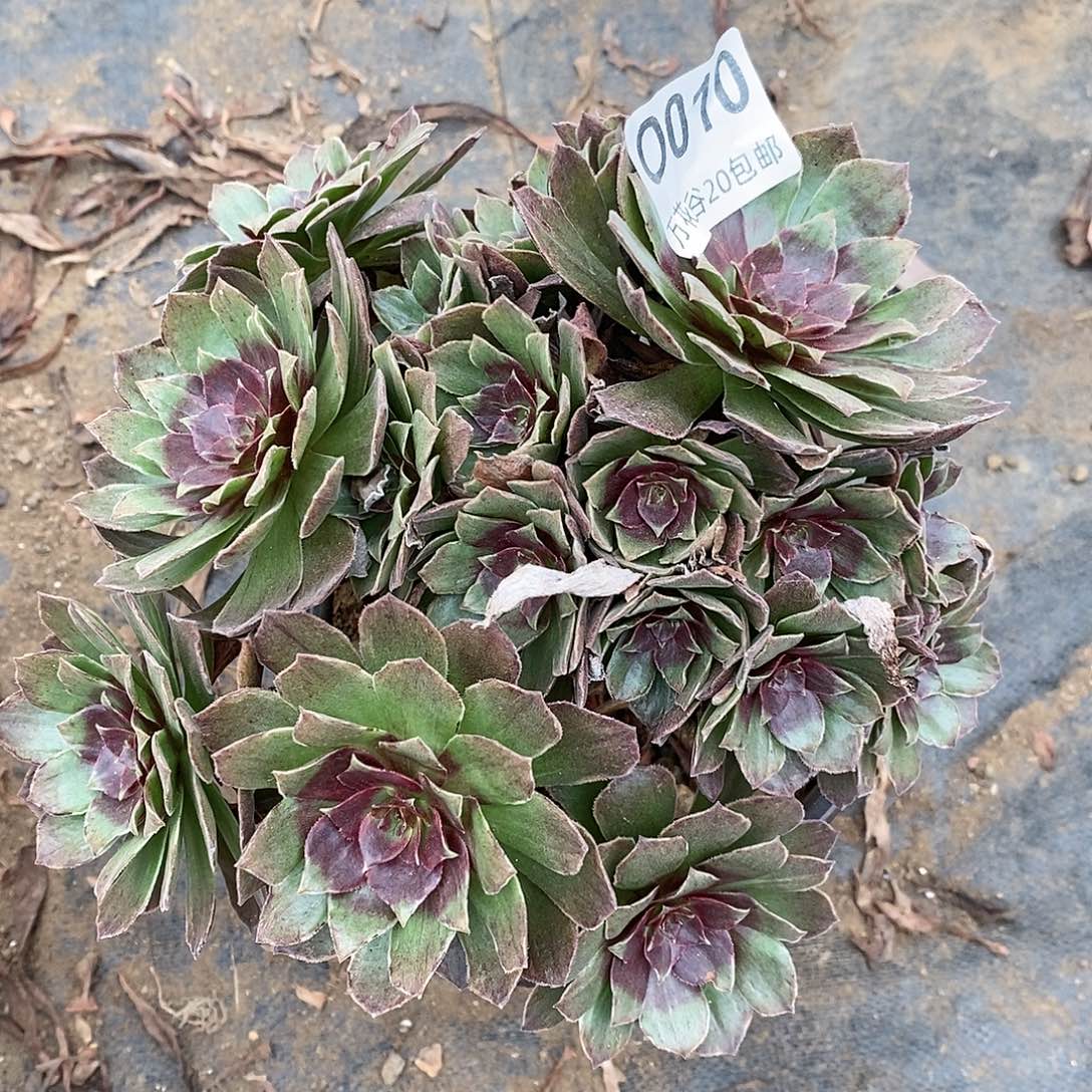 010红丝绒偏崽多肉植物