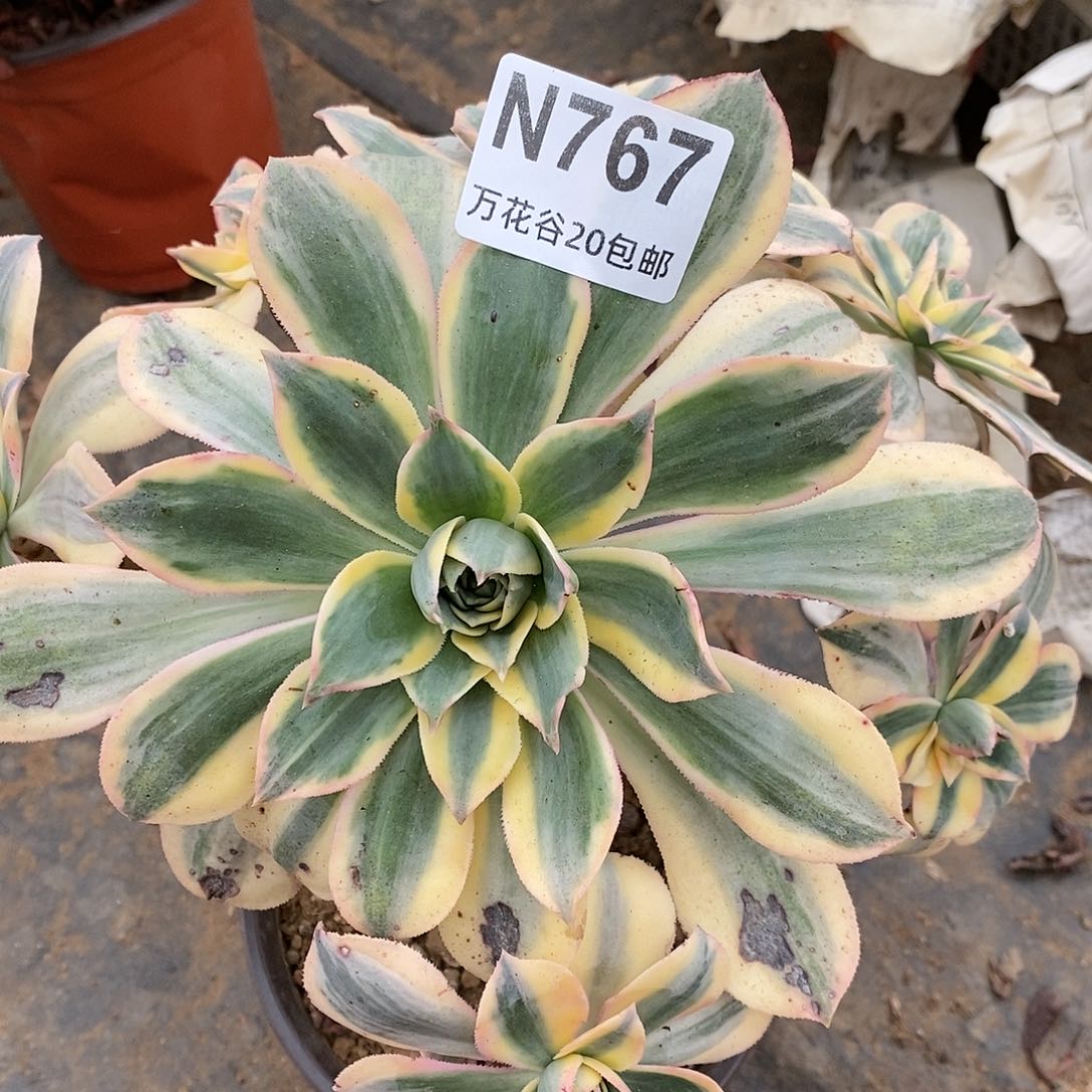 767灿烂多肉植物