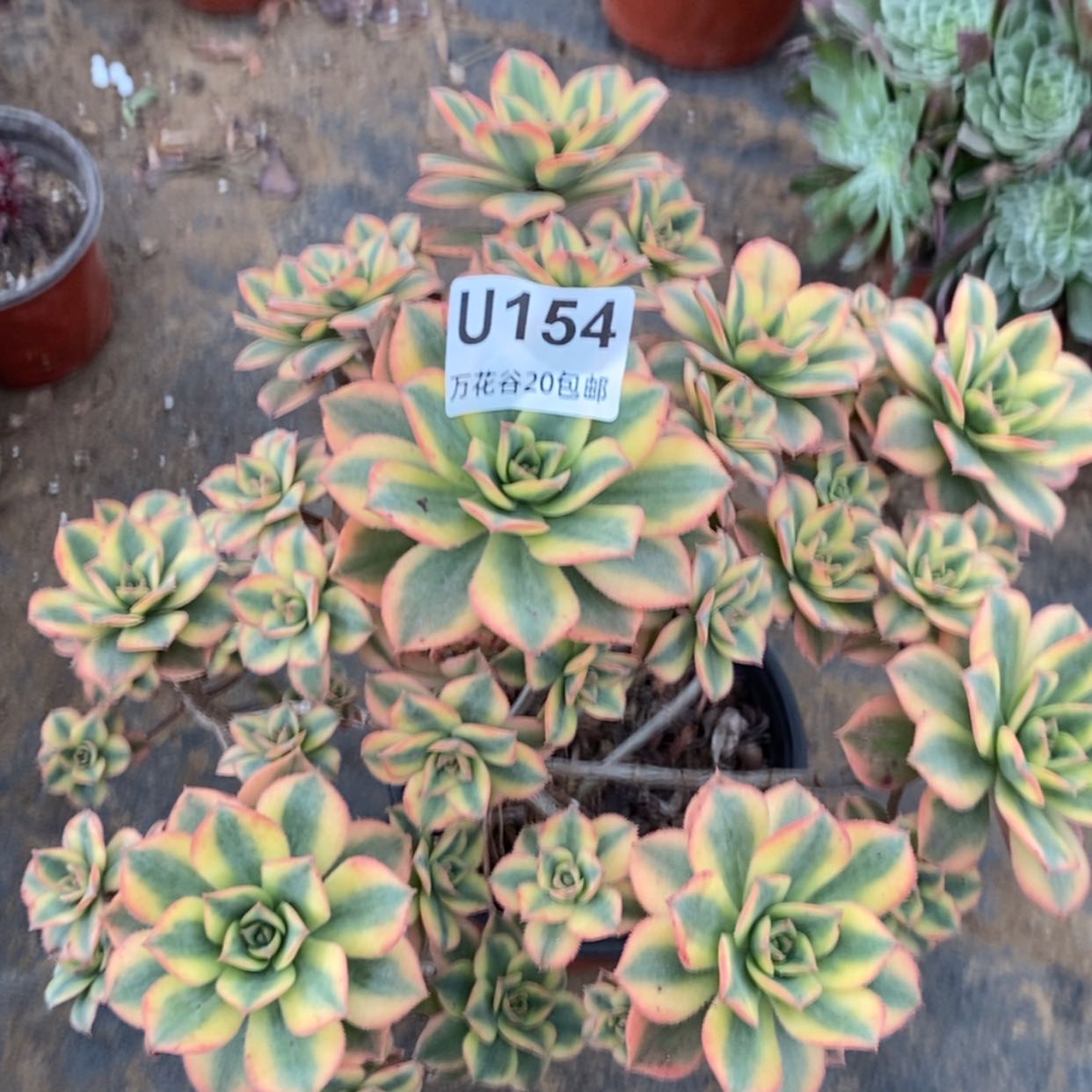 【闪购商品】154星爆