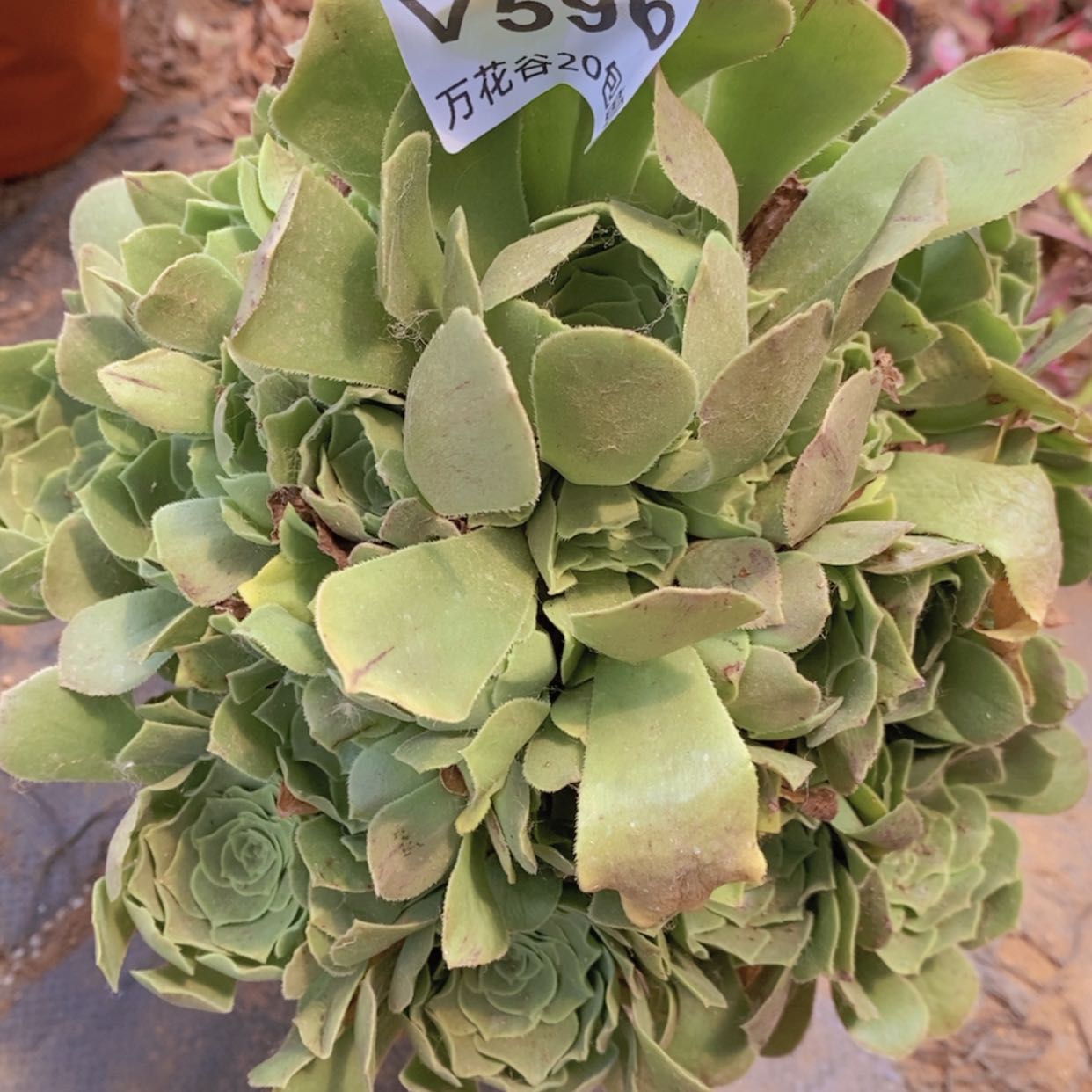 【闪购商品】596绿羊绒