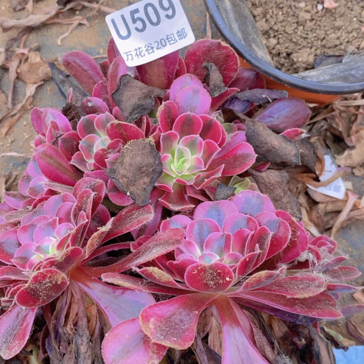 【闪购商品】509美杜莎。
