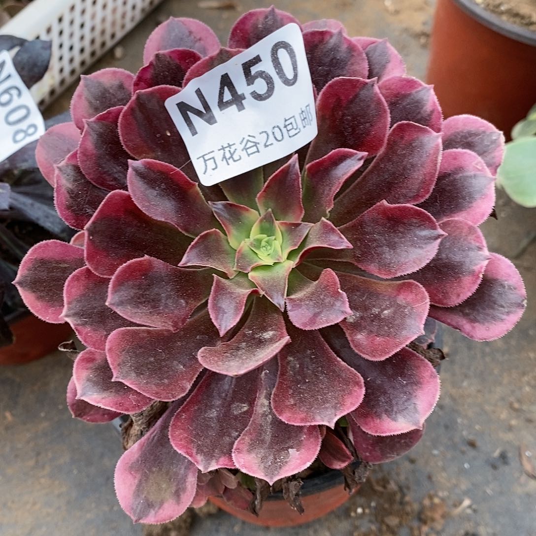 450美杜莎多肉植物有瑕疵