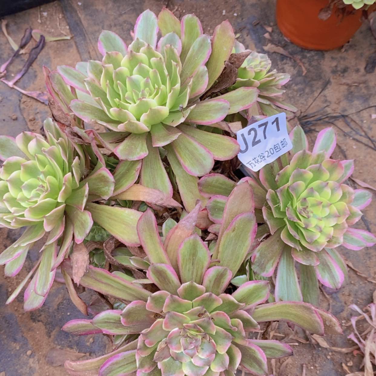 【闪购商品】271粉黛