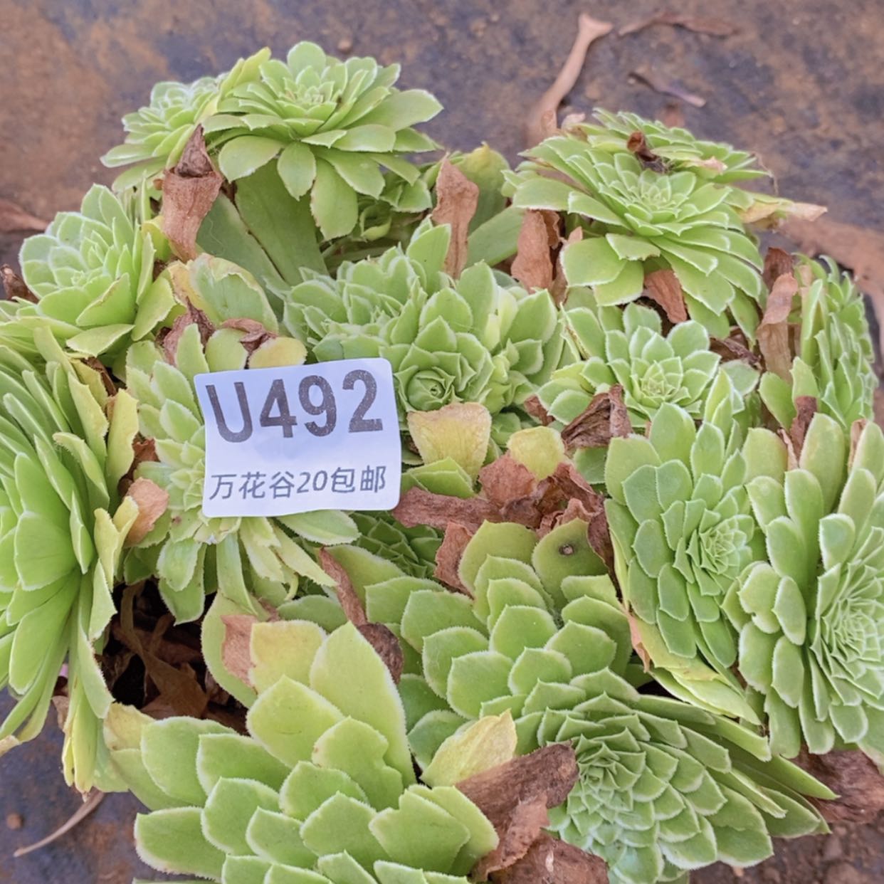 【闪购商品】492翡翠冰
